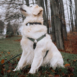 Lippa Hundehalsbånd med AirTag 1. & 2. Gen. Deksel - Medium - Svart